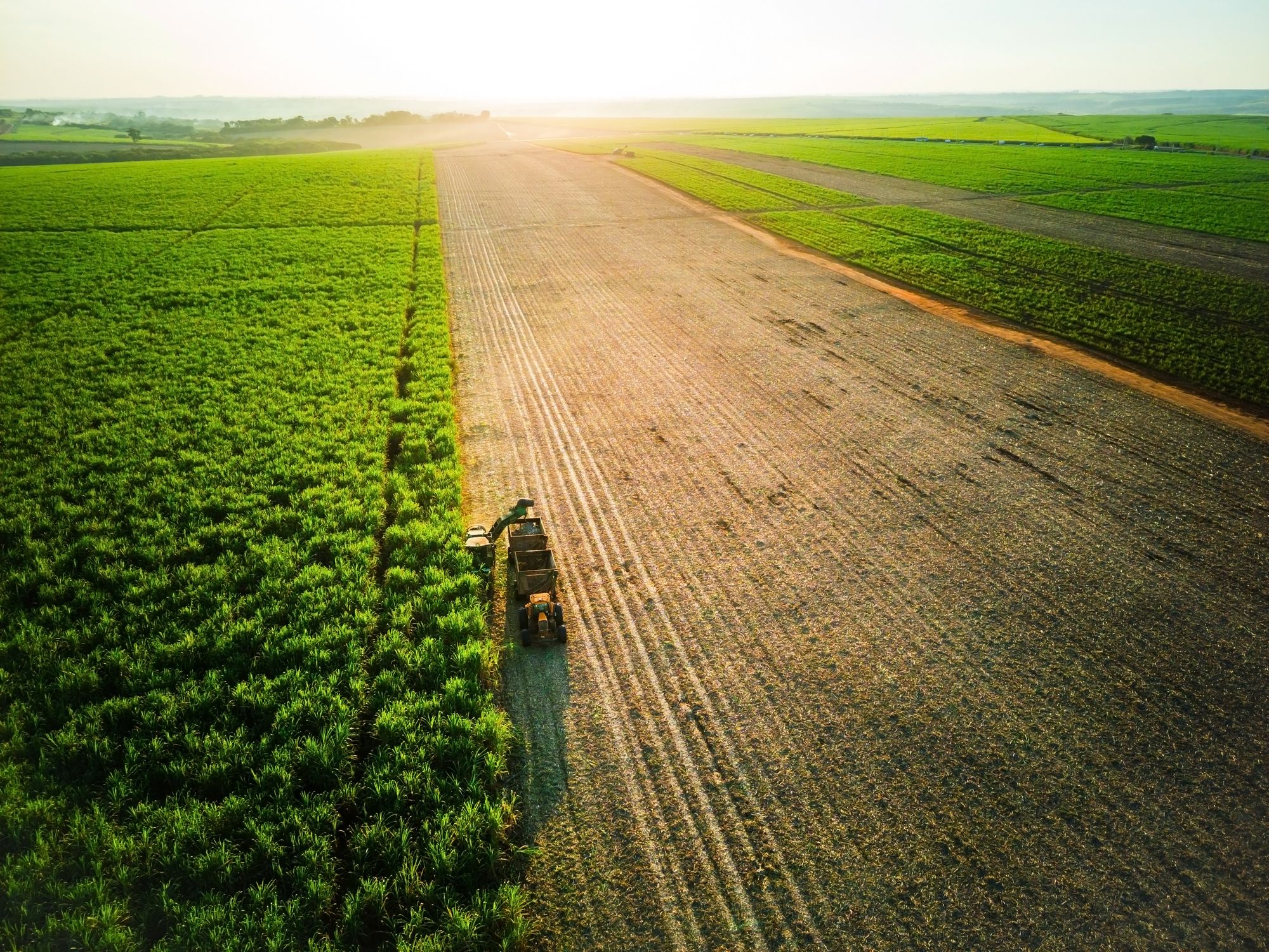 High Angle View of Sugarcane Harvester and Tractor in Agricultural Field
